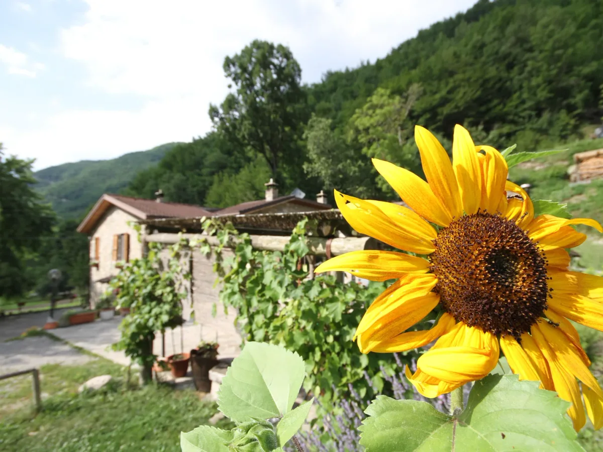 Girasole in primo piano e case tra il verde a Cà Sonino
